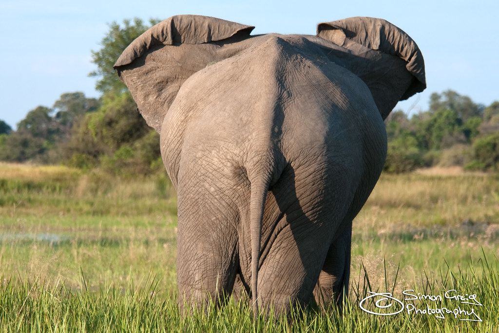 Back End of an Elephant | The rear end of an elephant stood … | Flickr