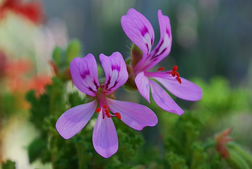 Happy Perfect Purple Saturday | by Night Reader Bev