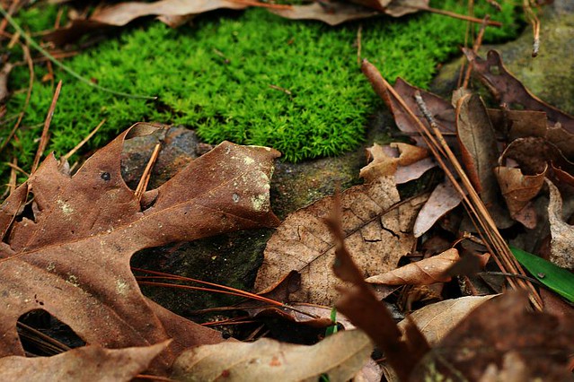 Moss and Leaves.