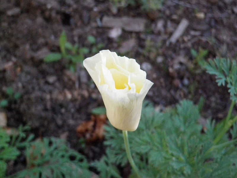 A white poppy -Flowers in the morning light