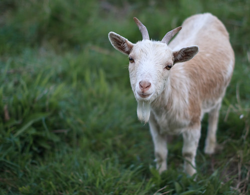 nanny goat by batswirl