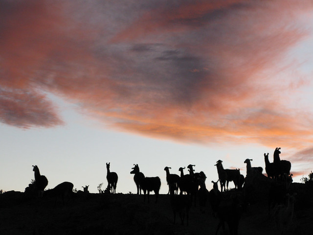 Sunset Llamas