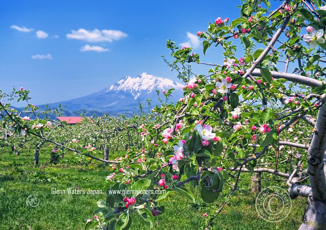 Apple Blossoms and Iwaki Mountain (Hirosaki Japan). © Glenn Waters.