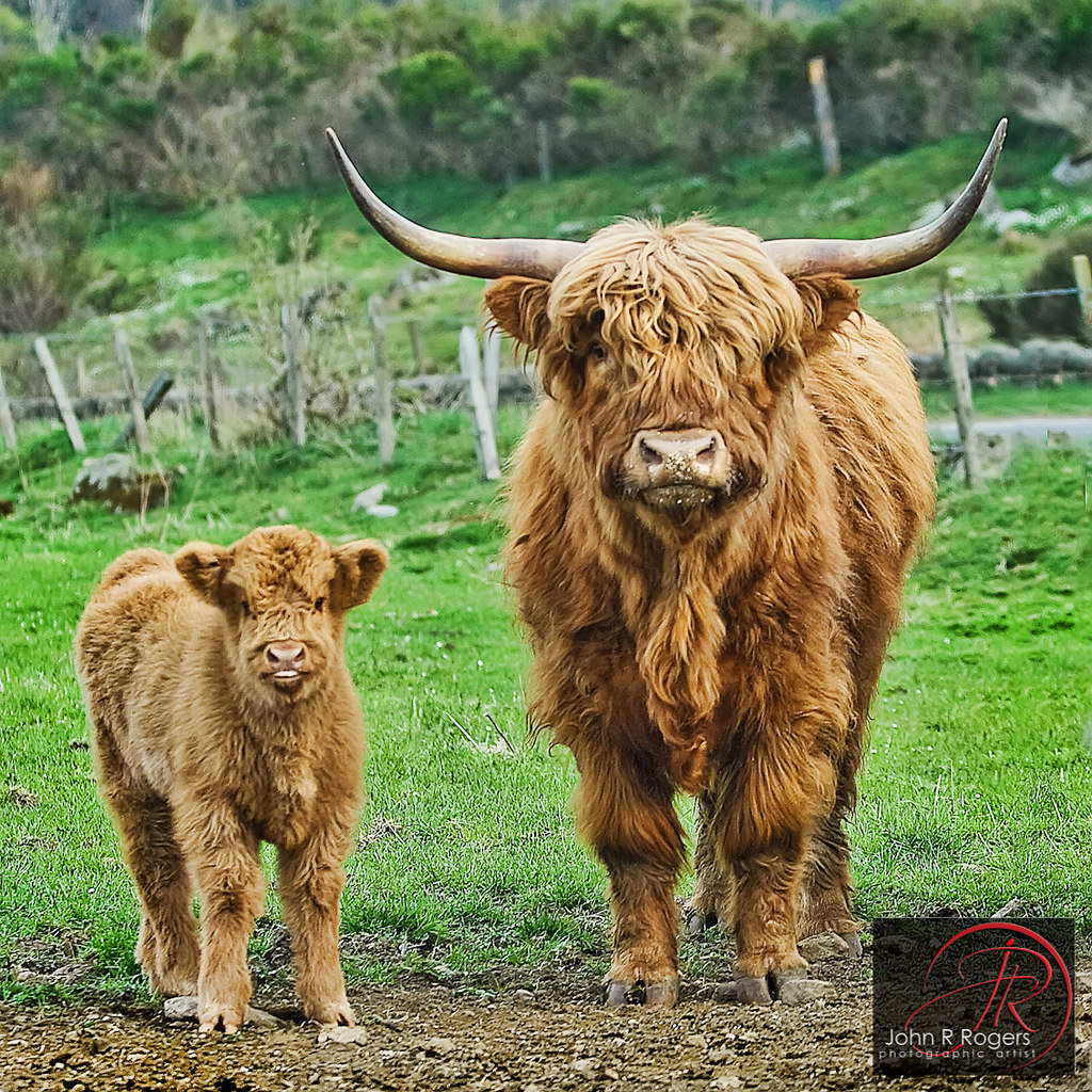 visit scotland highland cows