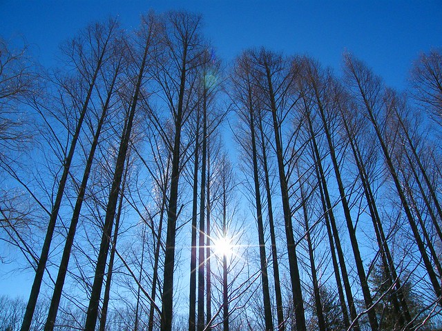 Beauty of Tree and Sun