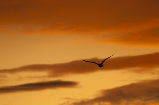 Gull in the Gloaming - 365 project/57