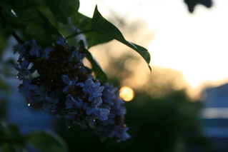 Lilac at sunset