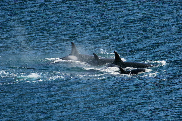 Wild Orca - untamed Killer Whale pod