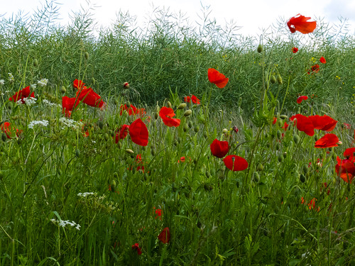Poppies in a rape field
