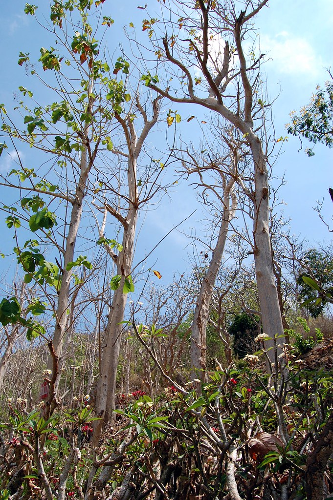 Trees | In the surrounding gardens of the White Villa. In Vu… | Flickr