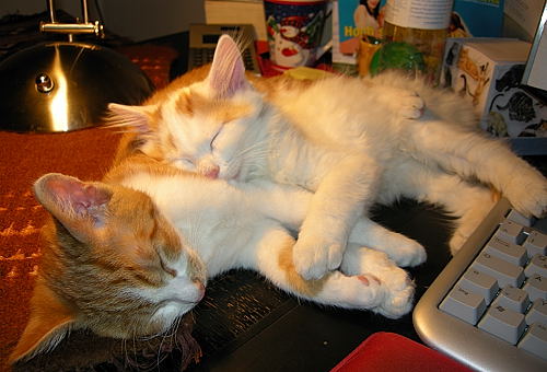 Hruby und Lizzy - sleeping babies