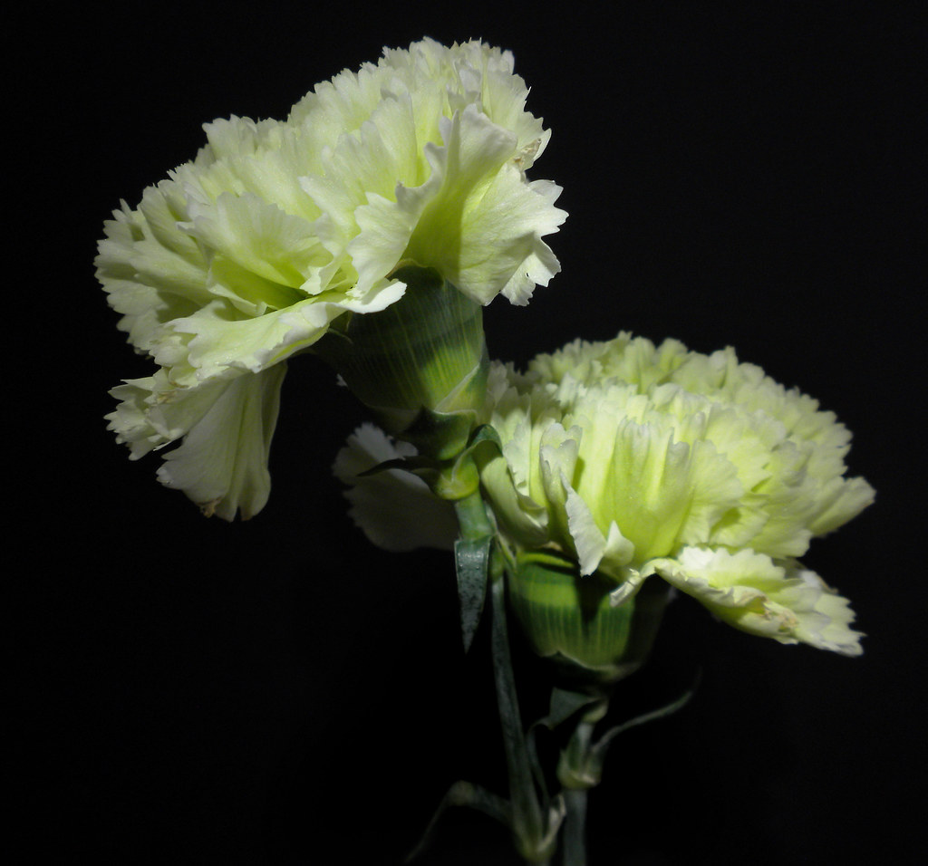 Green Carnations | arbyreed | Flickr