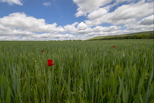england field countryside nikon somerset poppy naturethroughthelens nikond800