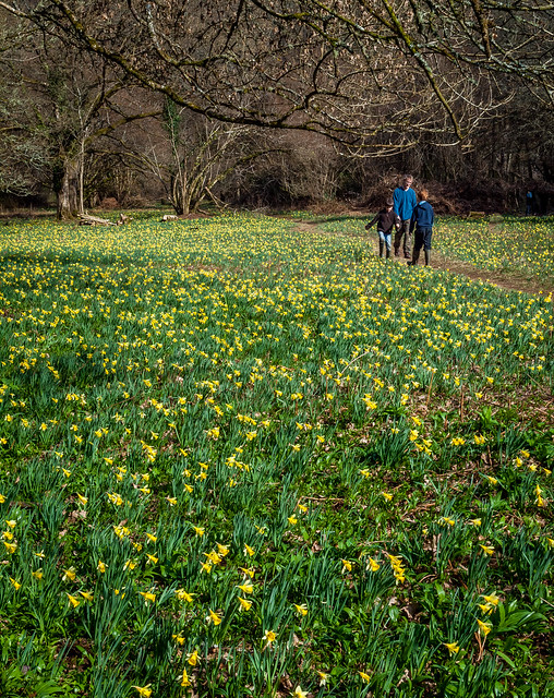 A carpet of wild daffodils,  Narcissus pseudonarcissus, in Dunster Woods, Devon