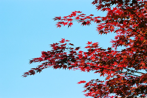 japanese maple | by Boscodamus Ipse