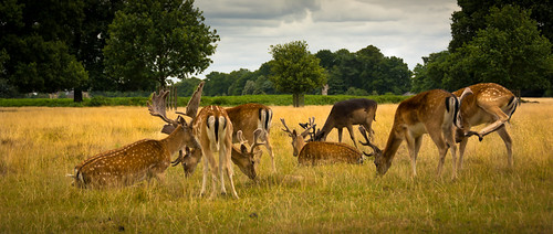 relaxing deer | by zing.vong