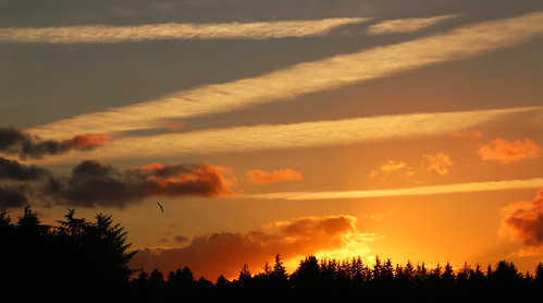 trees sunset sky sun sol clouds sonnenuntergang træer himmel skyer solnedgang silkeborg søhøjlandet