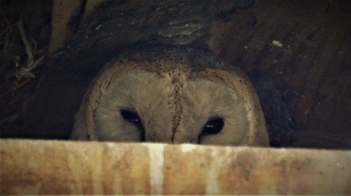 barn owl tyto alba bird kenya njoro chouette effraie