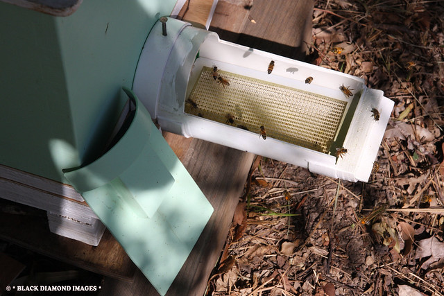 3.Small Hive Beetle - (Aethina tumida) Trap