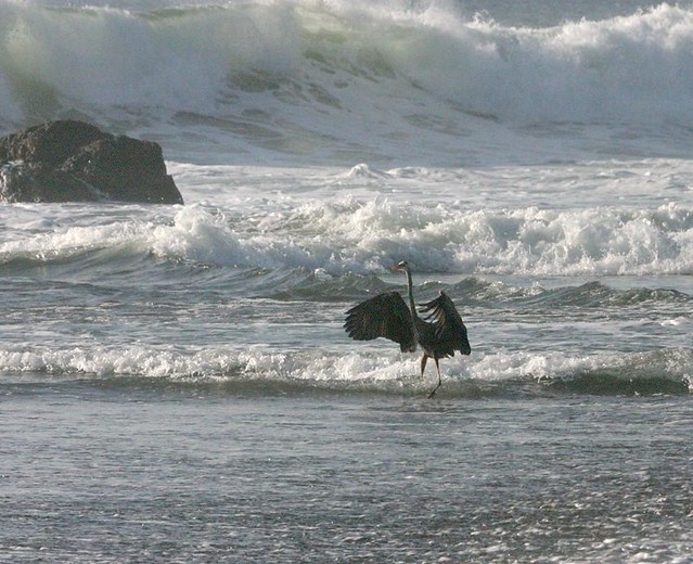 Great blue heron in the surf
