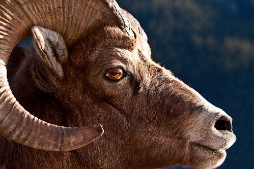 Big Horn Sheep by Irena Portfolio