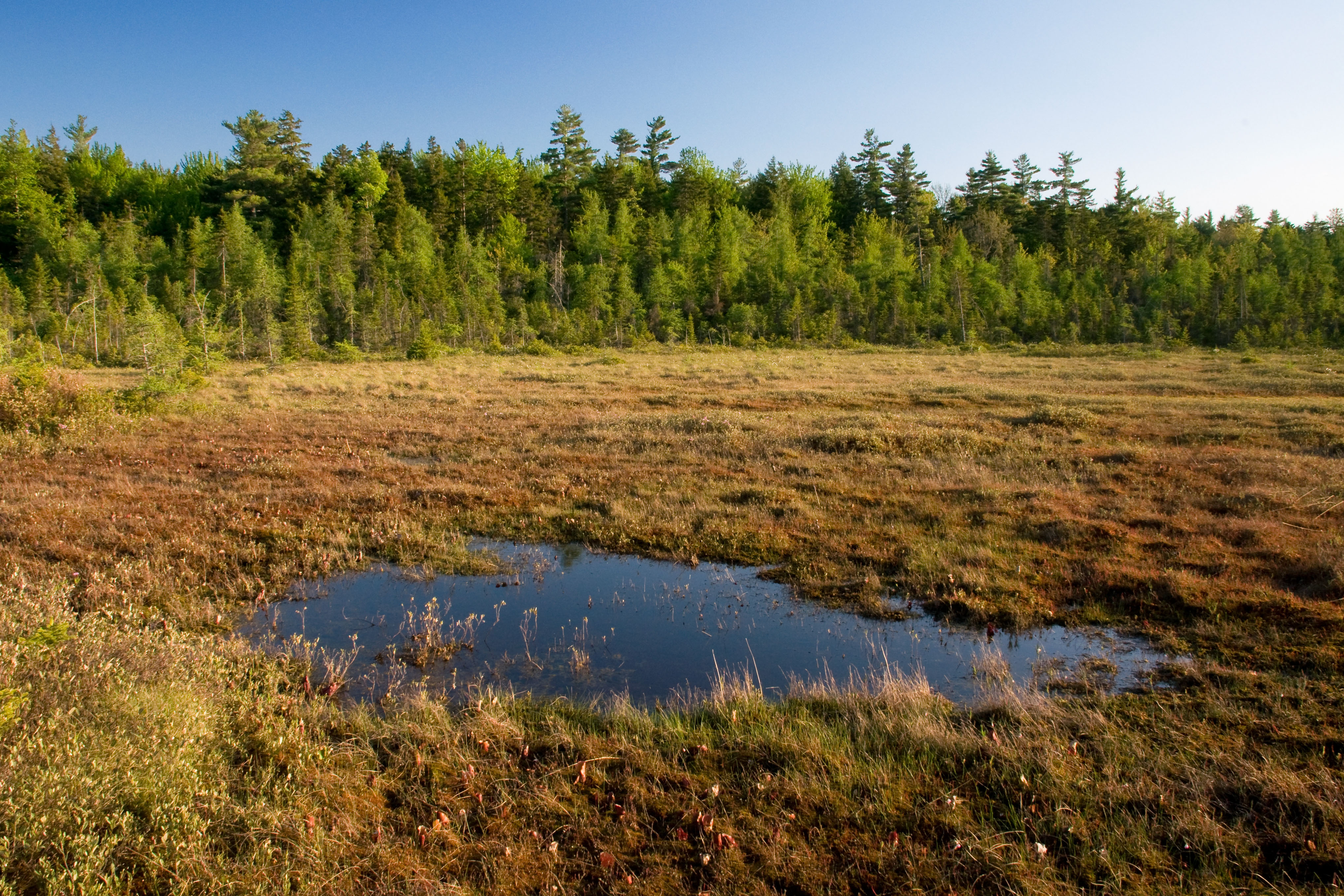 К чему приводит осушение болот. Высушенные болота Беларуси. Порзоловское болото. Болото селькясуо. Высушенные торфяные болота.
