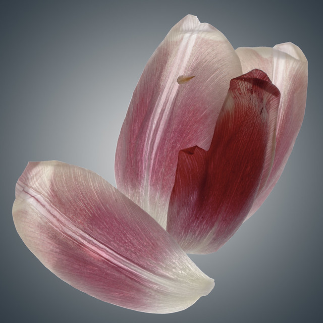 Tulip petals