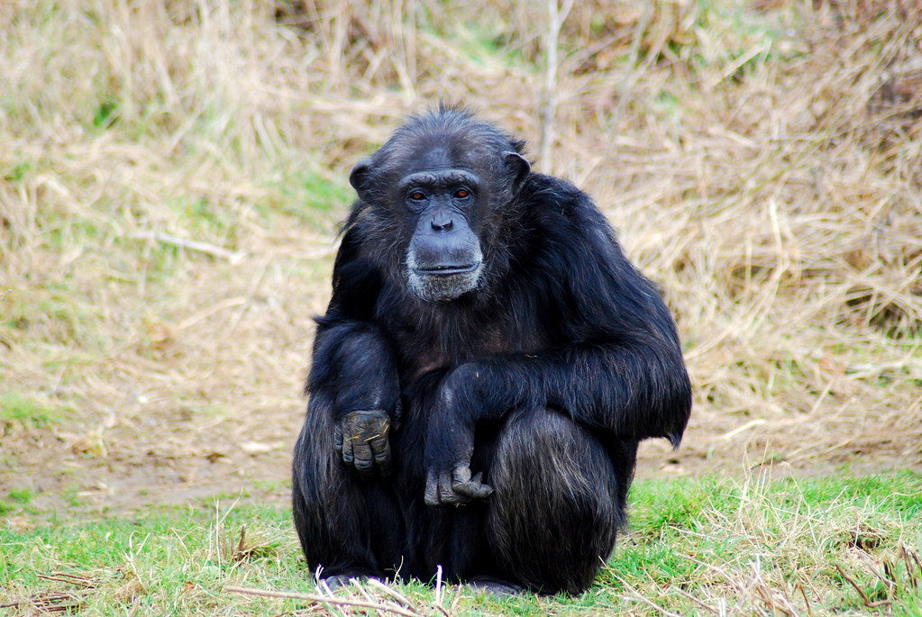 Normal Chimp chimp - a photo on Flickriver