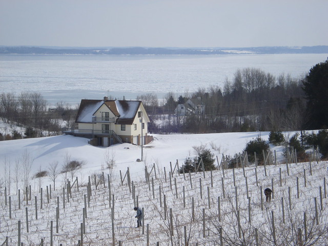 Frozen Bay, Pruning Vines