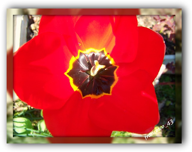 Tulipano unico