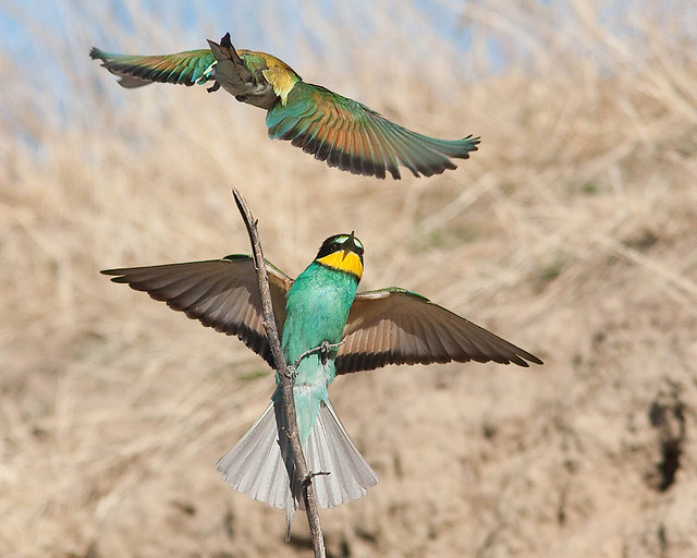 Abelharuco / Bee-eater