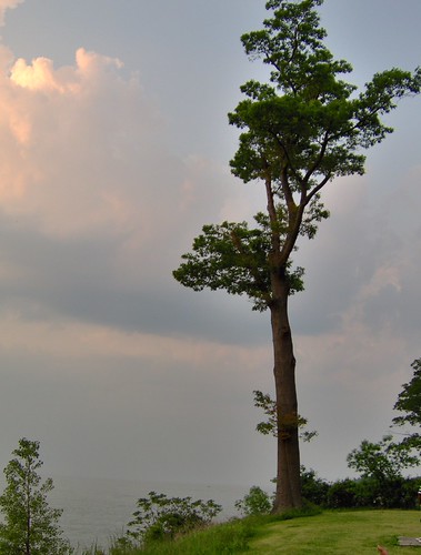 The Knowing Tree | by IamAllisonNicole