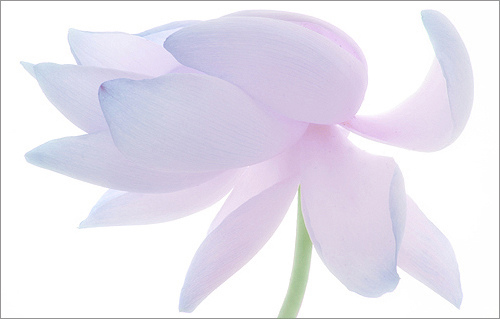 EXPLORED!  Up Close Lotus Flower / high key /: IMG_2965 - ,زهرة اللوتس, ハスの花, 莲花, گل, لوتوس, by Bahman Farzad