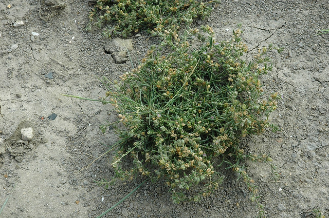 Puccinellia distans ssp. borealis (Northern Saltmarsh-grass / Bleek kweldergras) 1027 & Spergularia salina (Lesser Sea-spurrey / Zilte schijnspurrie) 1238