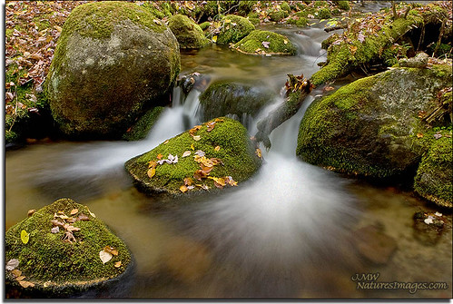 Roadside Stream 11 Detail Study 1, Baxter SP, Maine by JMW Natures Images