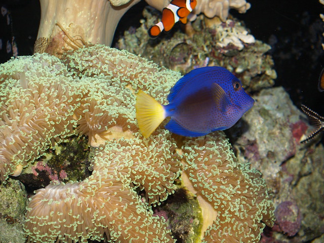 Purple Tang and Hammer Coral