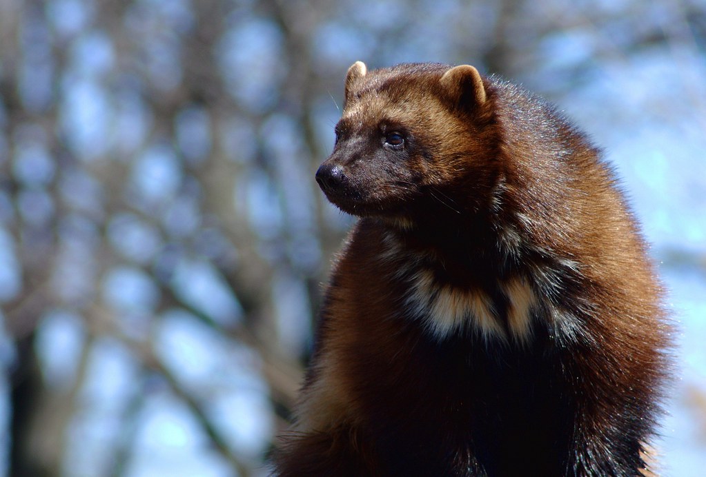 Top 20 Animals That Are Cute But Deadly Animals Cute but fierce Wolverine