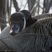 Flickr photo 'Mother Goose' by: Furryscaly.