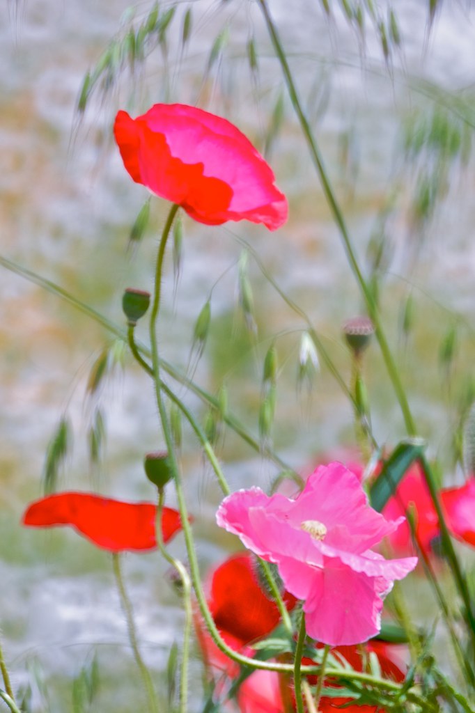 虞美人草 Oriental Poppy ヒナゲシ 東京 昭和記念公園 Please Refrain Fro Flickr