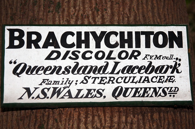 Hand Painted Plant Label - Brachychiton discolor - Royal Botanic Gardens Melbourne