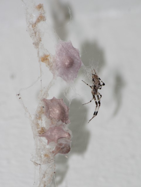House spider with egg sacs 6515