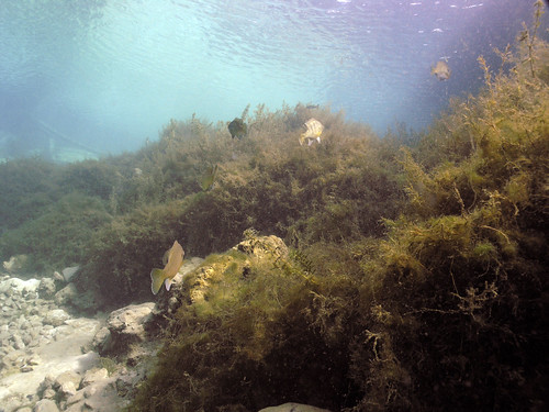 geotagged photography spring underwater unitedstates florida scuba diving freshwater poncedeleon vortexspring geo:lat=3077122847 geo:lon=8594870567