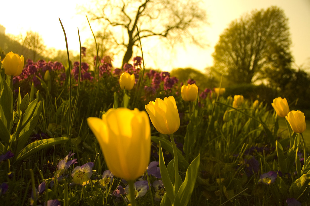 A burst of Spring by mendhak