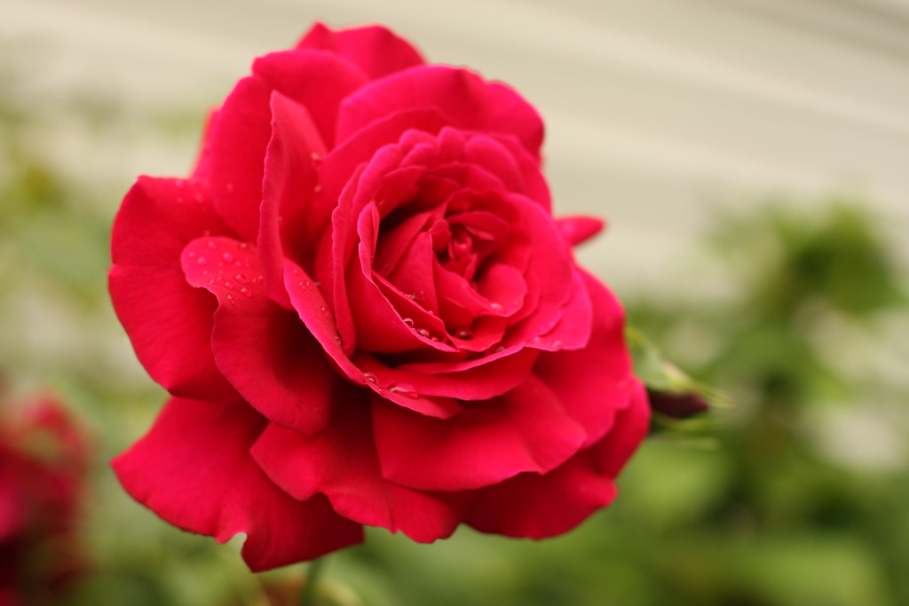 Red Rose III | A picture of some of my neighbor's roses | Daniel Mark ...