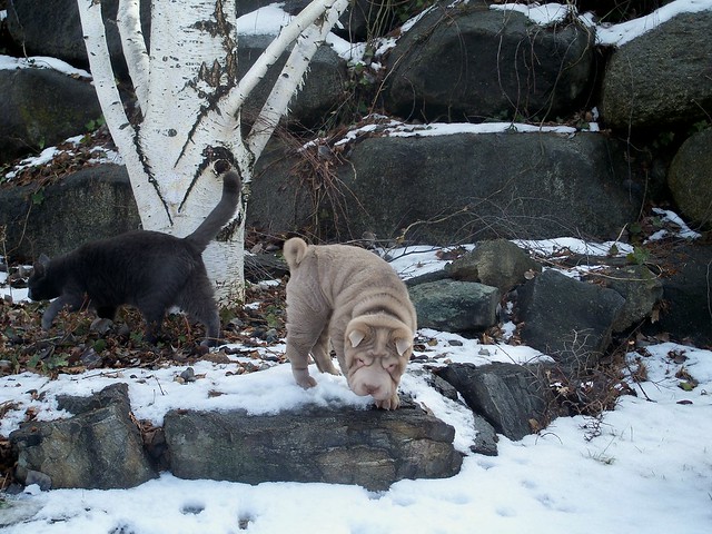 Madison the Shar Pei Puppy and Kylee the cat.