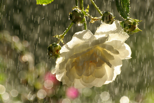 flowers roses white water fleur rain reflections droplets bouquet johnmorgan