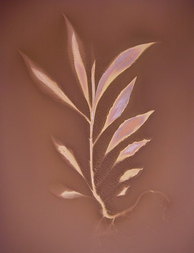 Lumen Print 478 Botanical by John Fobes | by john_fobes