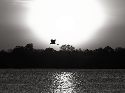 Flight by Eric W. Hodel, <a href="http://bighugelabs.com/flickr/onblack.php?id=3430932084&size=large">Large</a>morning bl