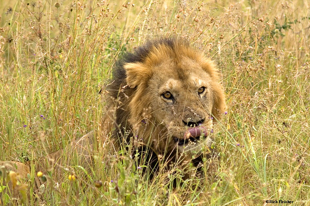 male_lion_in_the_serengeti_0374-tz08-resized