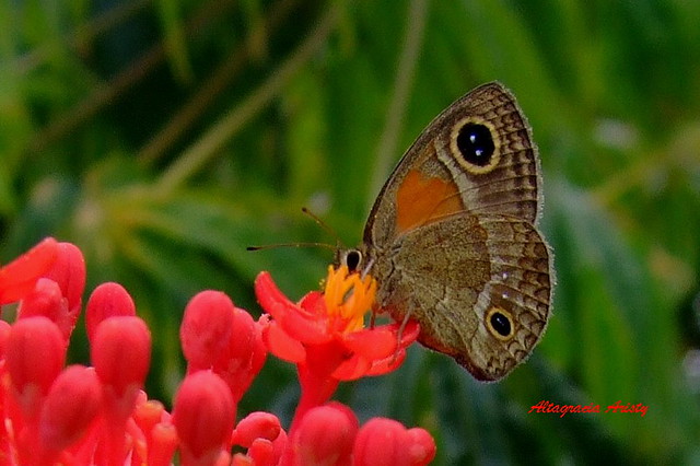 Mariposa/Butterfly/Farfalla/Borboleta/Papillon